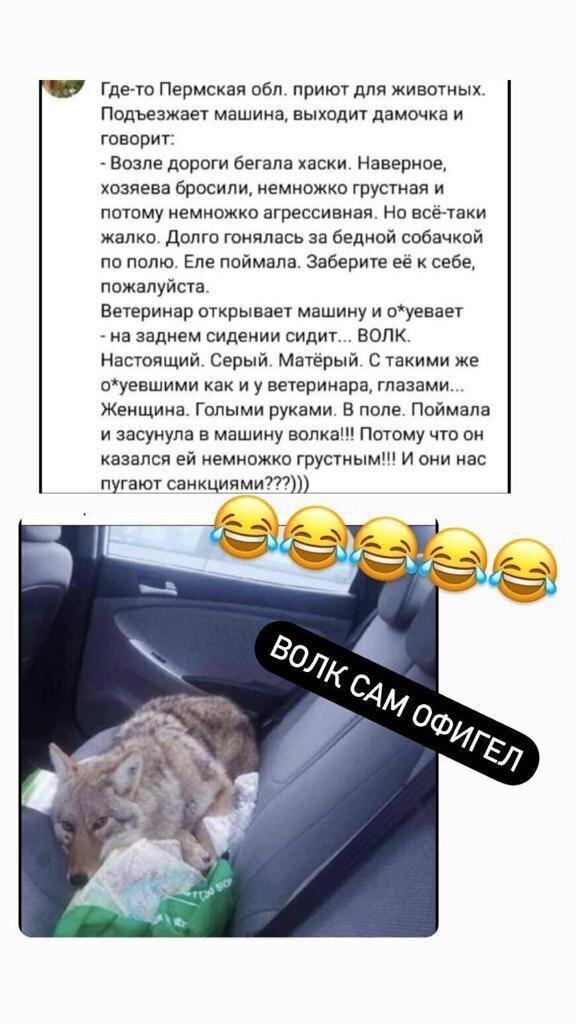 Хаски потерялся)))