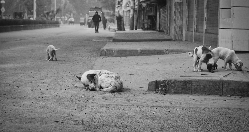 Как бездомные животные влияют на общество и что нужно делать.