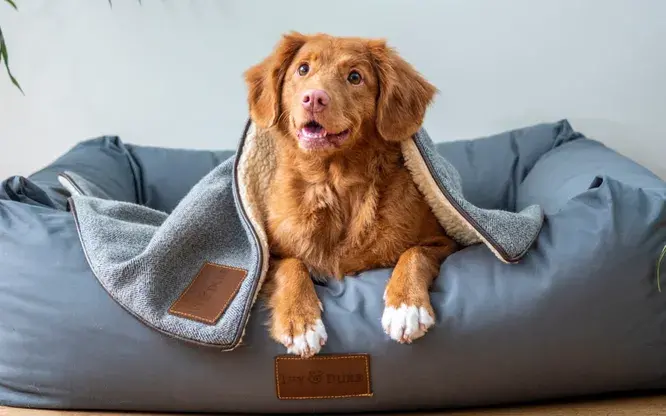 Скучают ли собаки по хозяину, когда он уходит