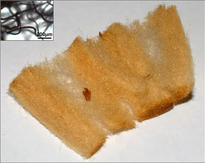 Какие сигареты опаснее: с фильтром или без