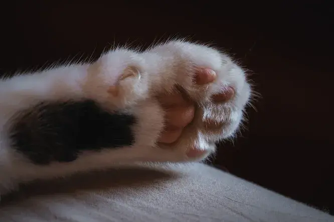 Безопасно ли удалять когти кошкам?