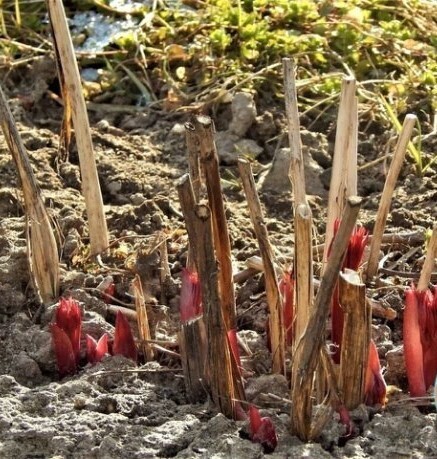 Чем удобрять весной пионы. Важные этапы подкормки пионов весной