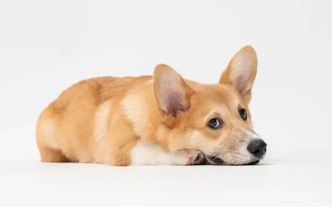 Скучают ли собаки по хозяину, когда он уходит