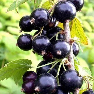 Как бороться с мучнистой росой на смородине.Что делать чтобы смородина не поражалась мучнистой росой