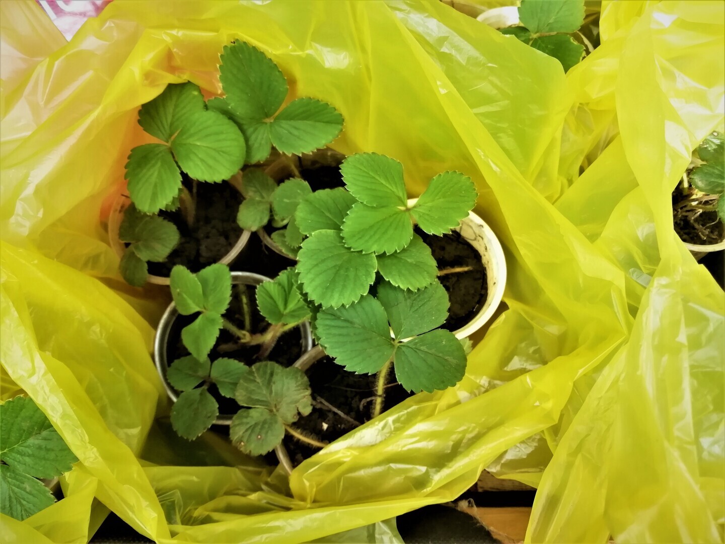 Сколько стоит рассада клубники в 2022 году?