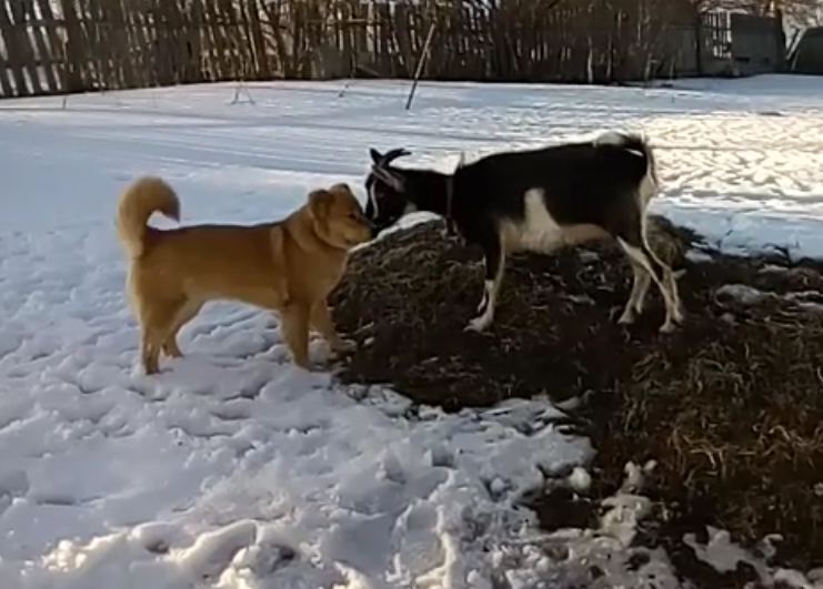 Любезности животных... Небольшой позитив в ленту))