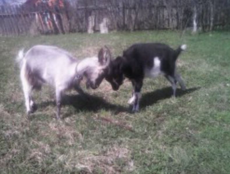 Любезности животных... Небольшой позитив в ленту))