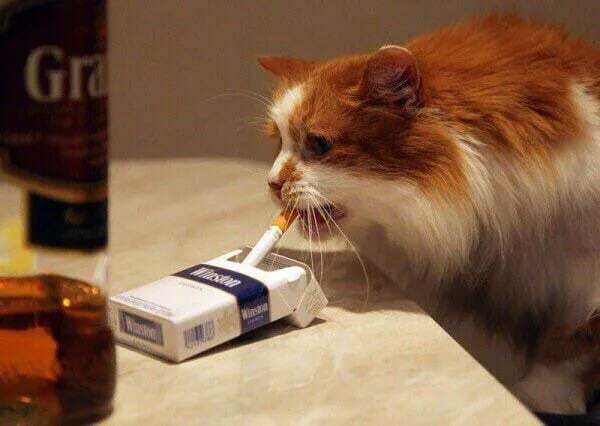 Табачная компания Imperial Brands (Davidoff, West, Jadé, P&S, «Максим», Winston) объявила о передаче своего бизнеса в России местным инвесторам