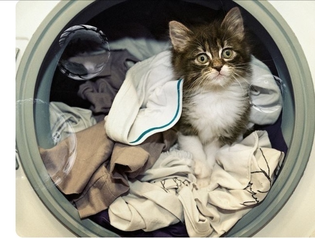 Уж эти мне забавные кошки.