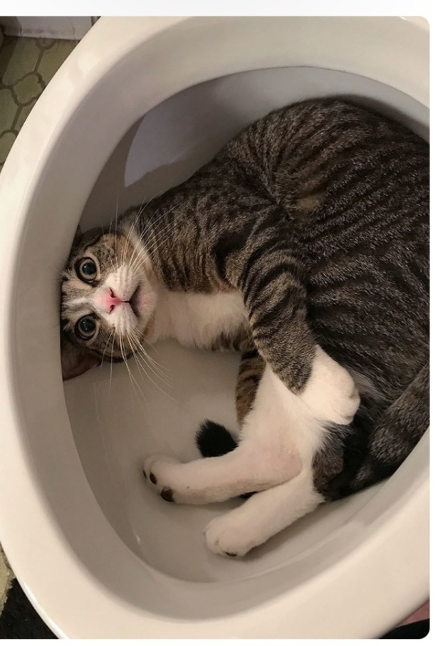 Уж эти мне забавные кошки.