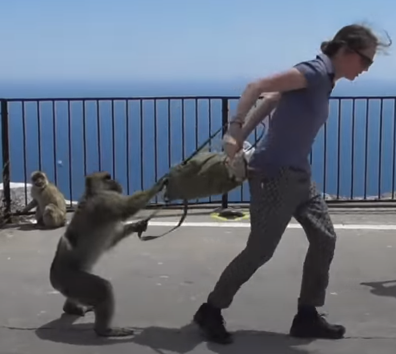 Необъяснимая агрессия обезьян. Что это — месть людям или сбывающееся пророчество Аллана Чумака? Редко кто отваживается досмотреть видео до конца (18+)