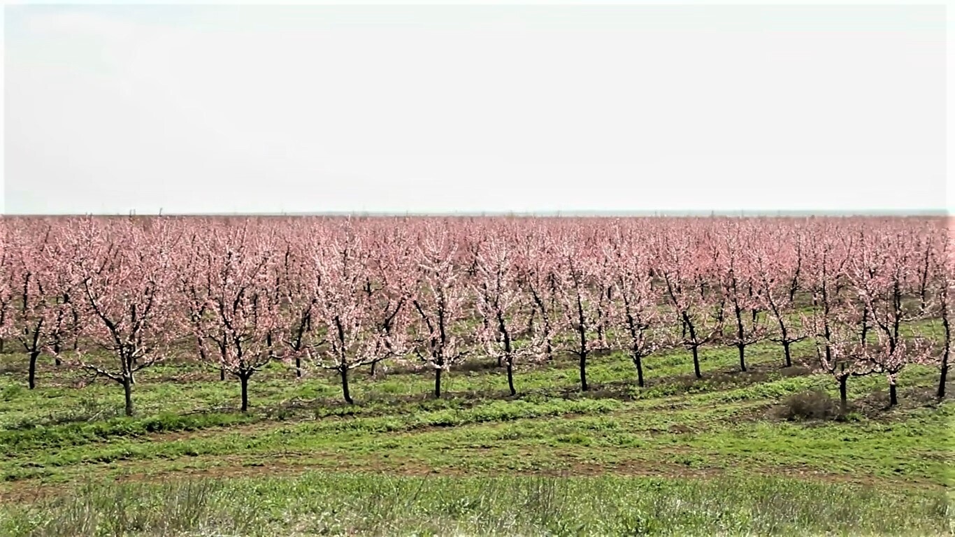 Крымский фермер, гинеколог по образованию и частной практике, выращивает яблоневый сад и сотни тысяч саженцев.