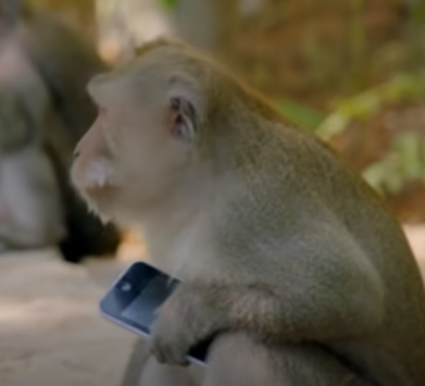 Необъяснимая агрессия обезьян. Что это — месть людям или сбывающееся пророчество Аллана Чумака? Редко кто отваживается досмотреть видео до конца (18+)