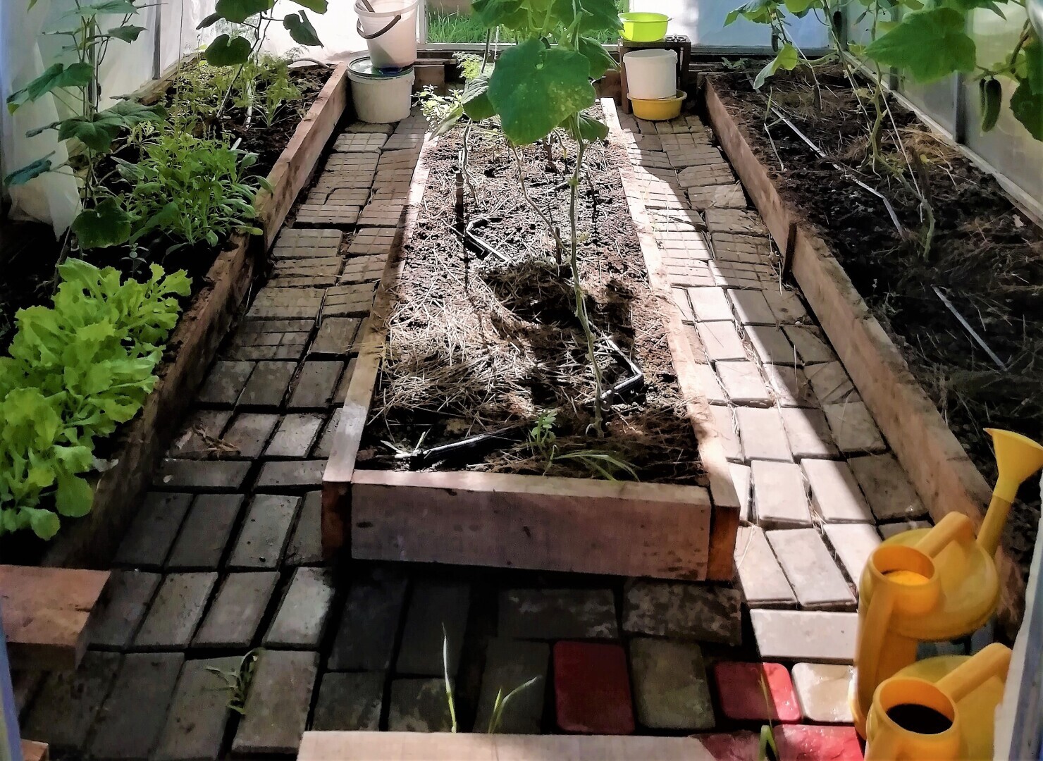 В этом году решила засадить теплицу по-новому. Мои нововведения в 2022 году