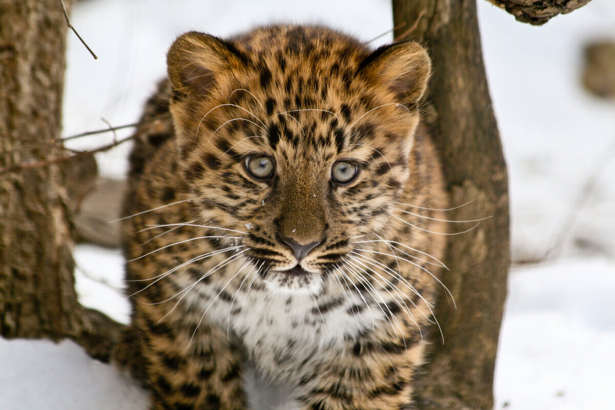 Уссурийский леопард