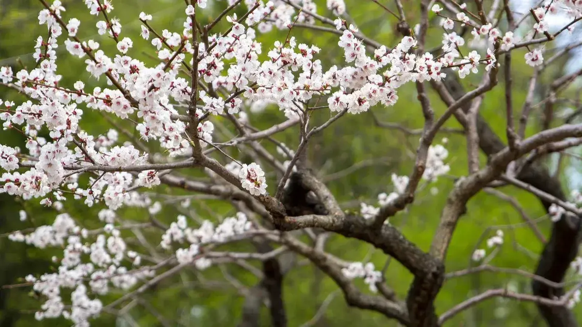Как школьники отдыхают и учатся в мае 2022: Даты выходных, праздничных дней, на какие дни перенесут