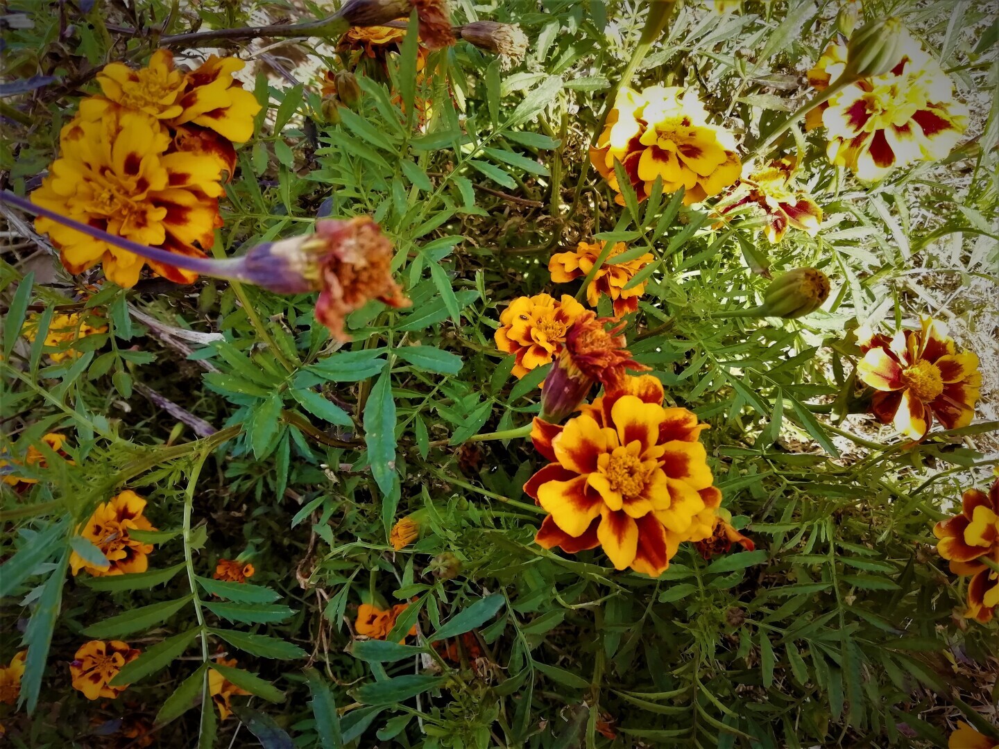 В этом году решила засадить теплицу по-новому. Мои нововведения в 2022 году