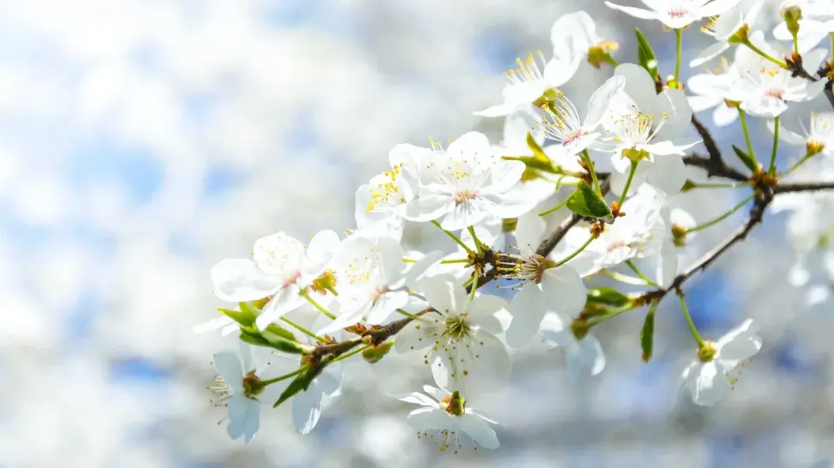 25 апреля Пасхальная седмица: категорические запреты, семь очень важных дел. Пасха, православный, пасхи лета