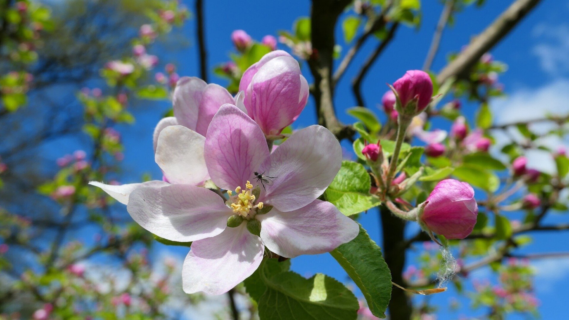 Как Вы провели праздничный день 1 МАЯ?