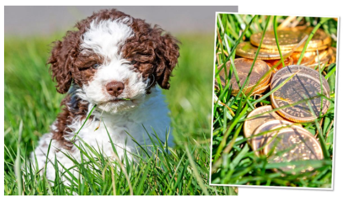 Охотник за золотом