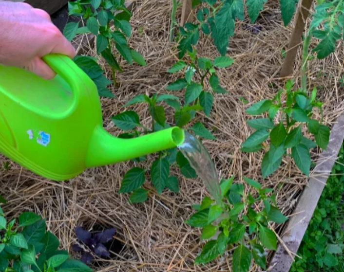 Чудо-подкормка для перцев из пшена, которая эффективна на 100%: урожая больше в 2 раза, к тому же выгоняет всех муравьёв