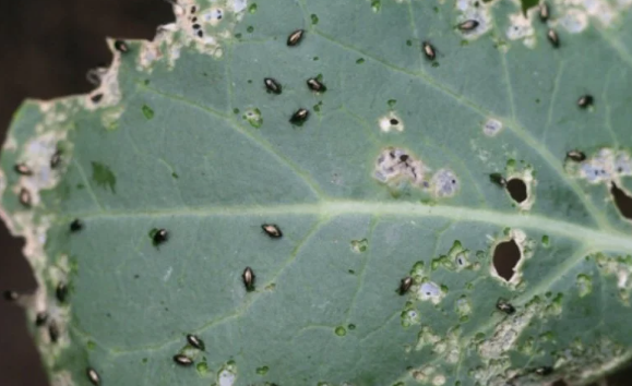 Огородники пренебрегают отношением к крестоцветной блошке и вместо урожая капусты собирают свои слёзы по осени