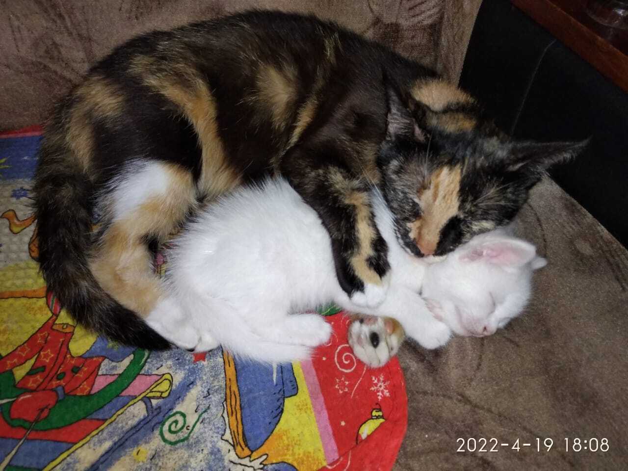 Все котейки мои❤️❤️❤️