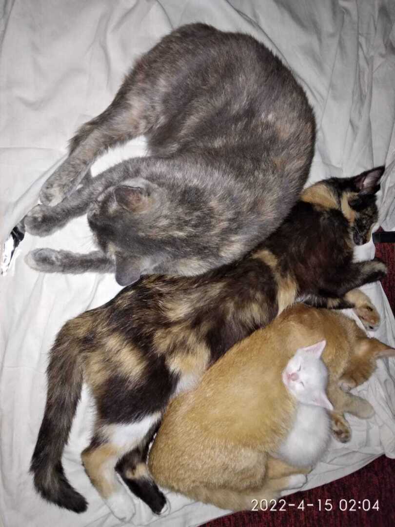 Все котейки мои❤️❤️❤️