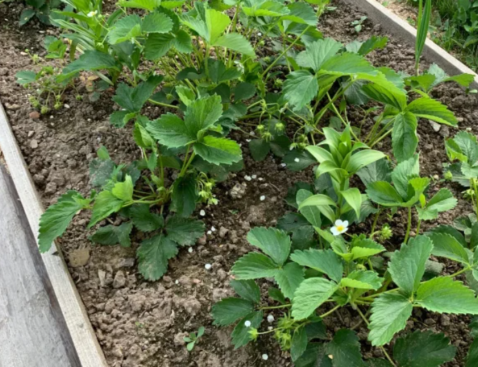 Раз в 20 дней поливаю клубнику своим раствором. И собираю громоздкие ягоды на протяжении всего сезона. Делюсь рецептом