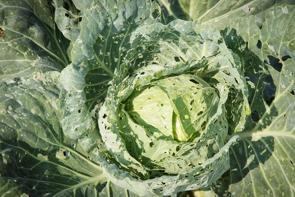 Огородники пренебрегают отношением к крестоцветной блошке и вместо урожая капусты собирают свои слёзы по осени