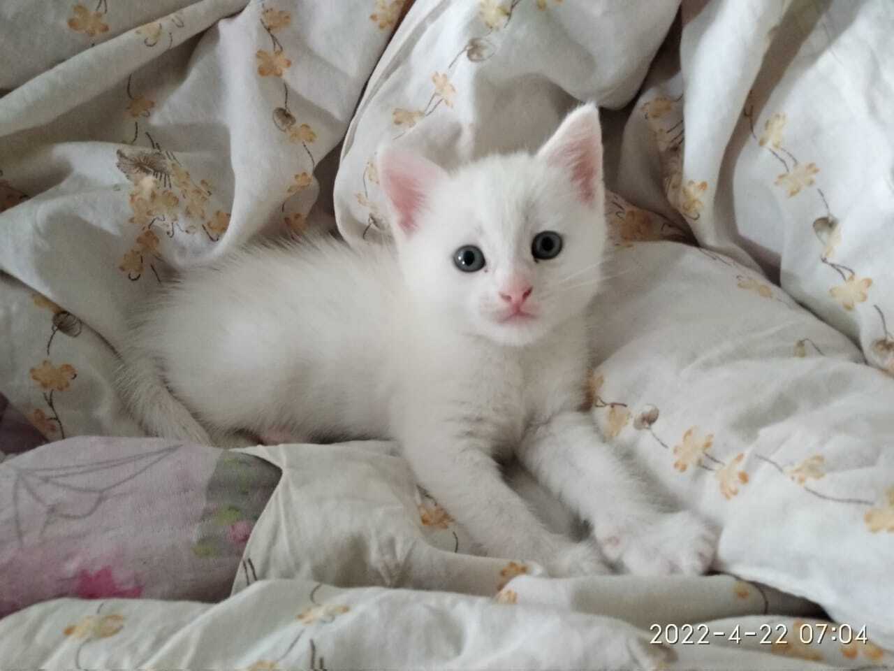 Все котейки мои❤️❤️❤️