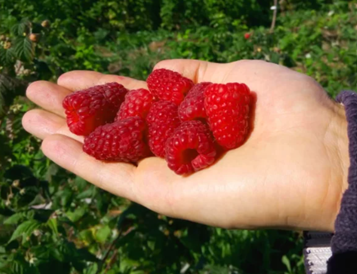 Трублю всем в округе, что делать, чтобы собирать с куста малины по 4 кг ягод. Теперь у нас в деревне "малиновый край"