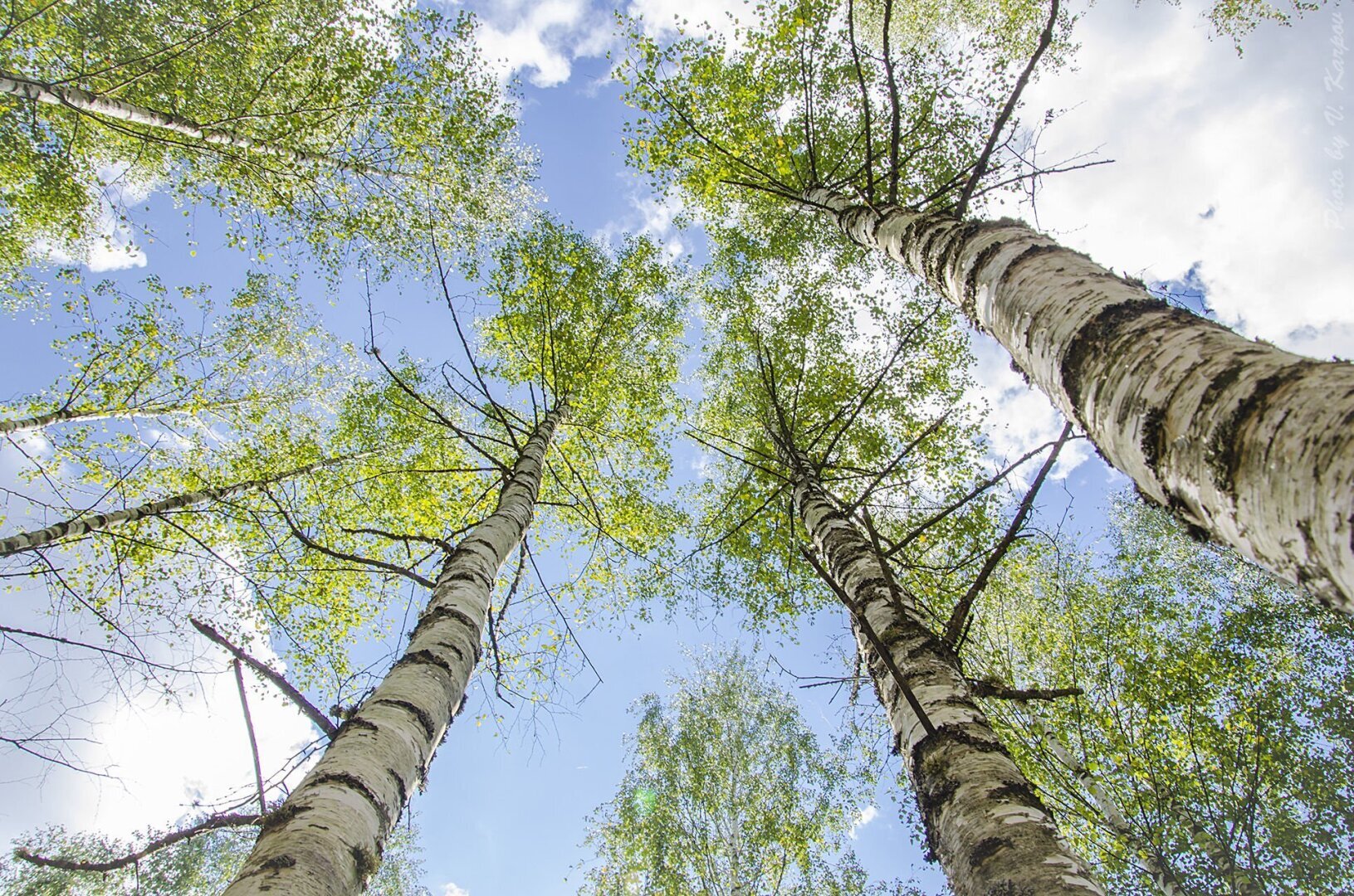 Весна! Березовый сок и штраф!