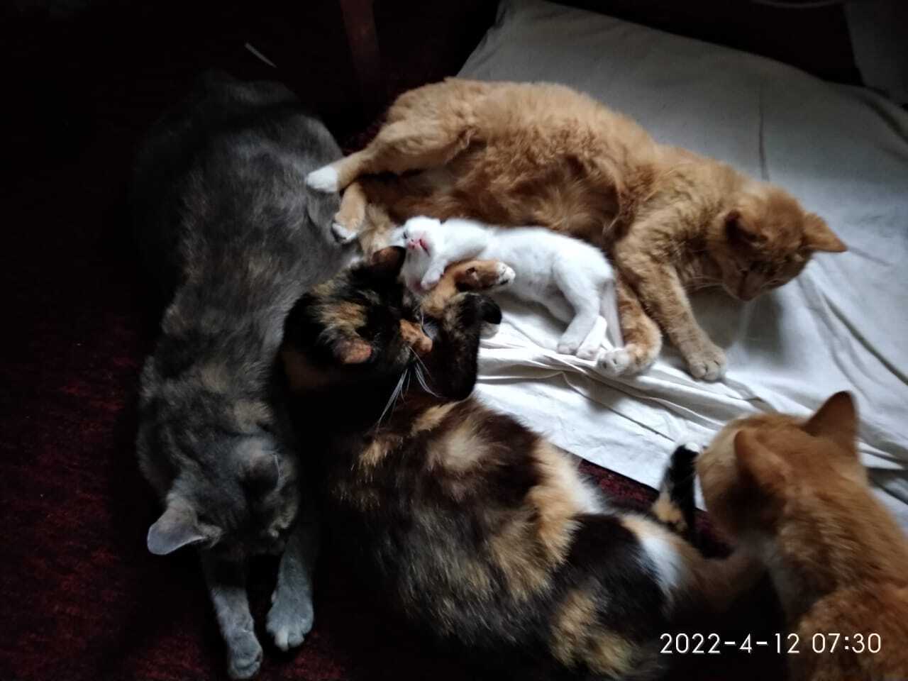 Все котейки мои❤️❤️❤️