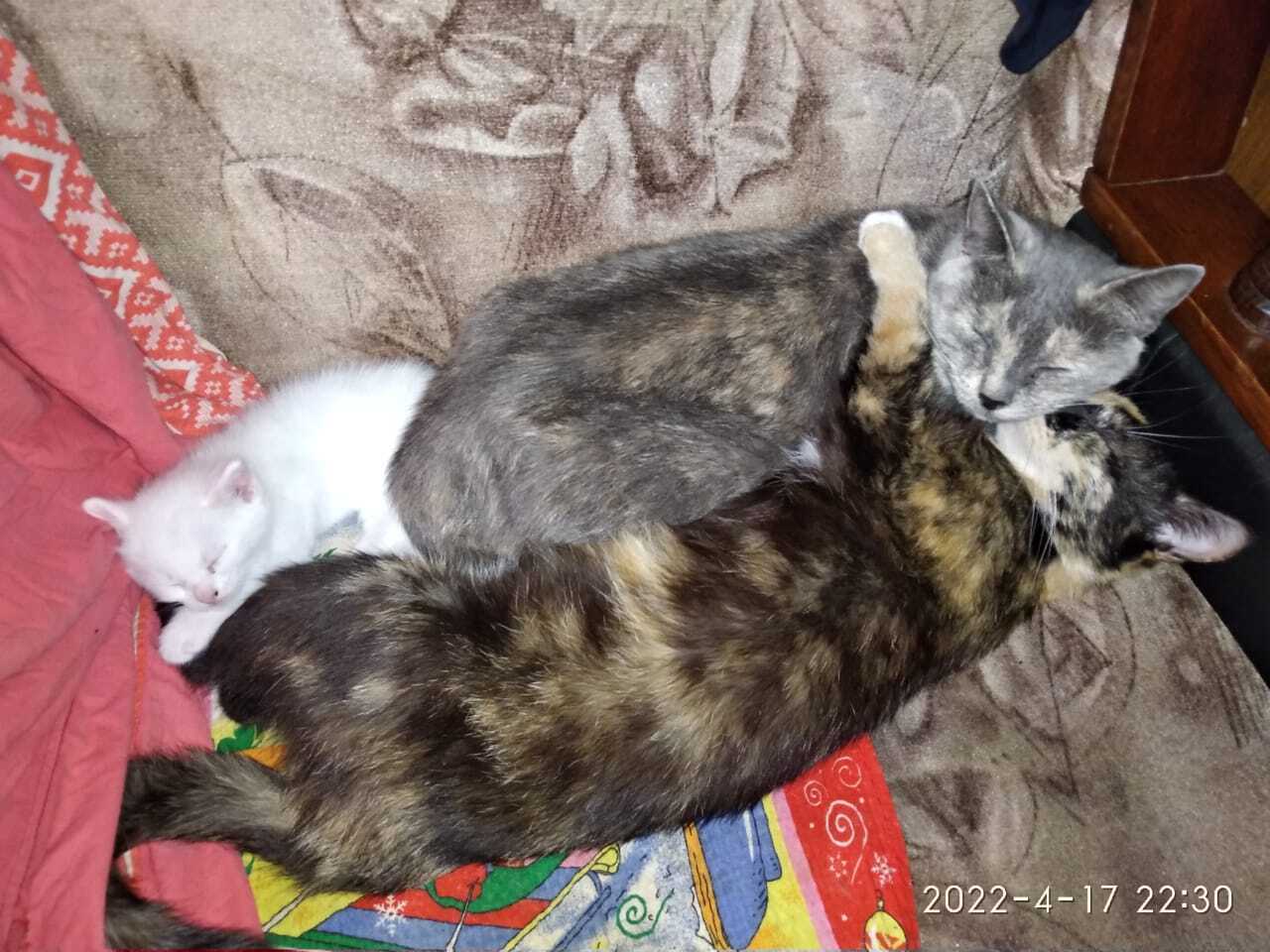 Все котейки мои❤️❤️❤️