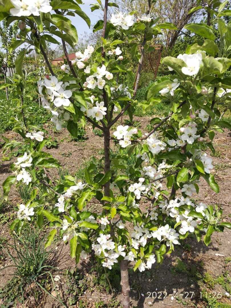 Весна всё цветёт 😊