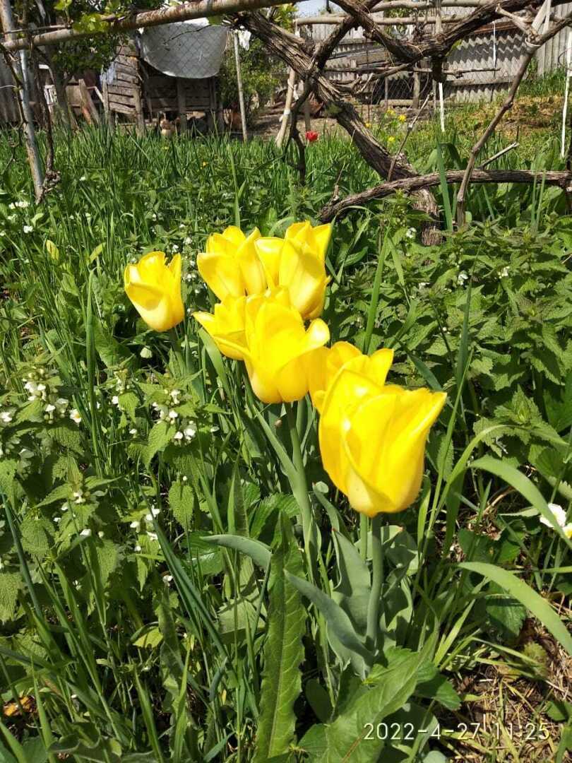 Весна всё цветёт 😊