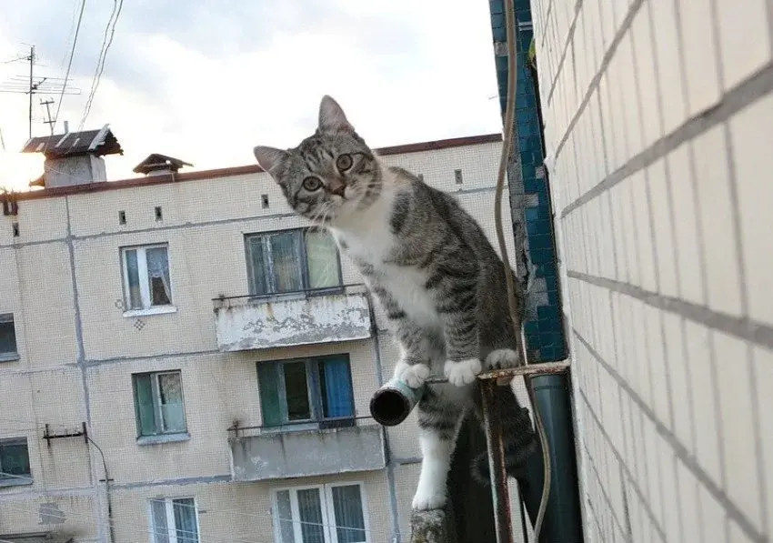 Без кота и жизнь не та - фотоподборка