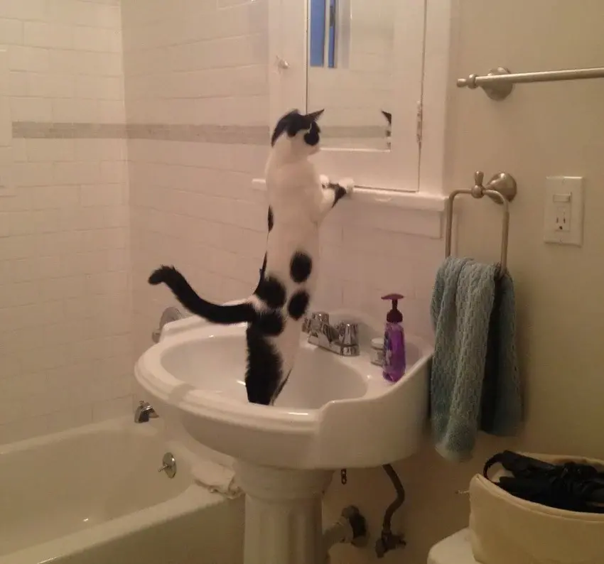 Без кота и жизнь не та - фотоподборка