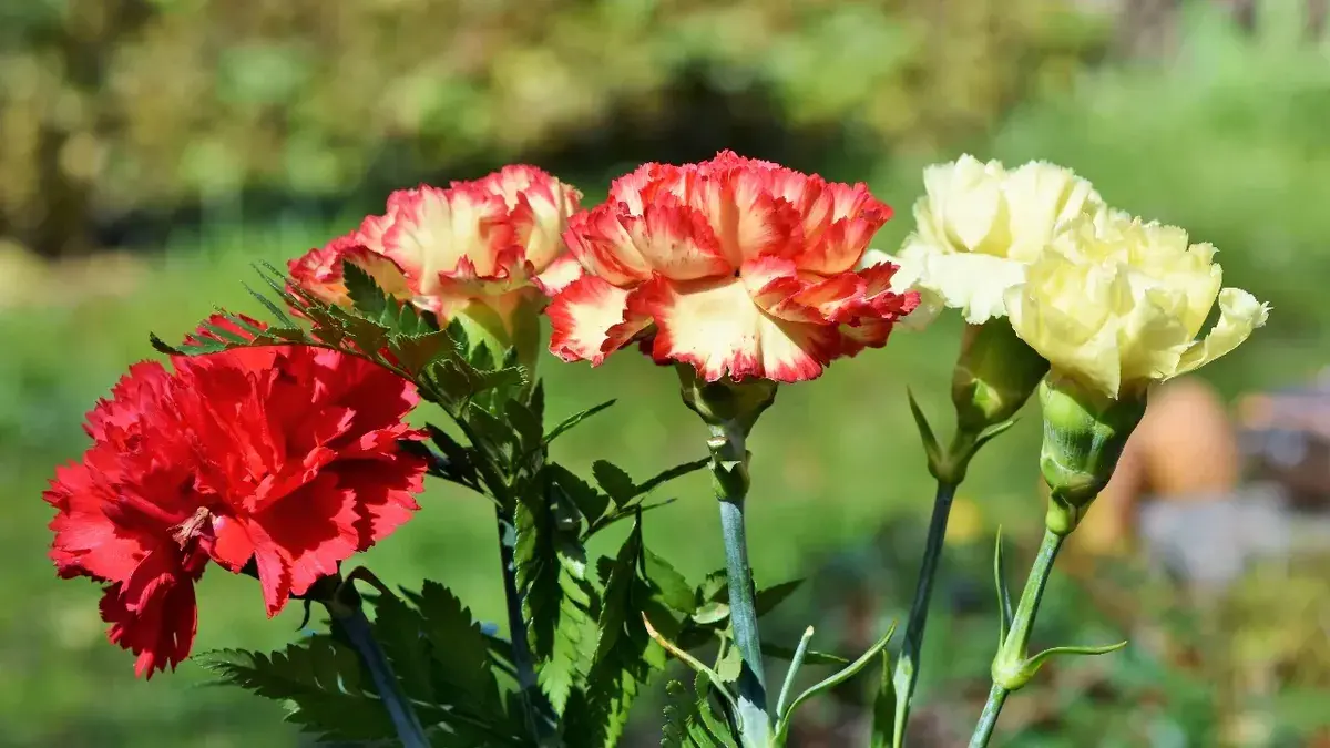 Бессмертный полк-2022: будет ли в России шествие полка 9 мая – где и во сколько начнется в Москве