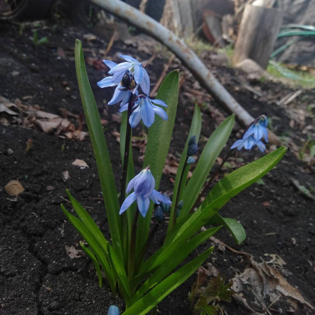 Антошка, Антошка! Идём садить картошку! В каких числах Вы планируете садить картошку?