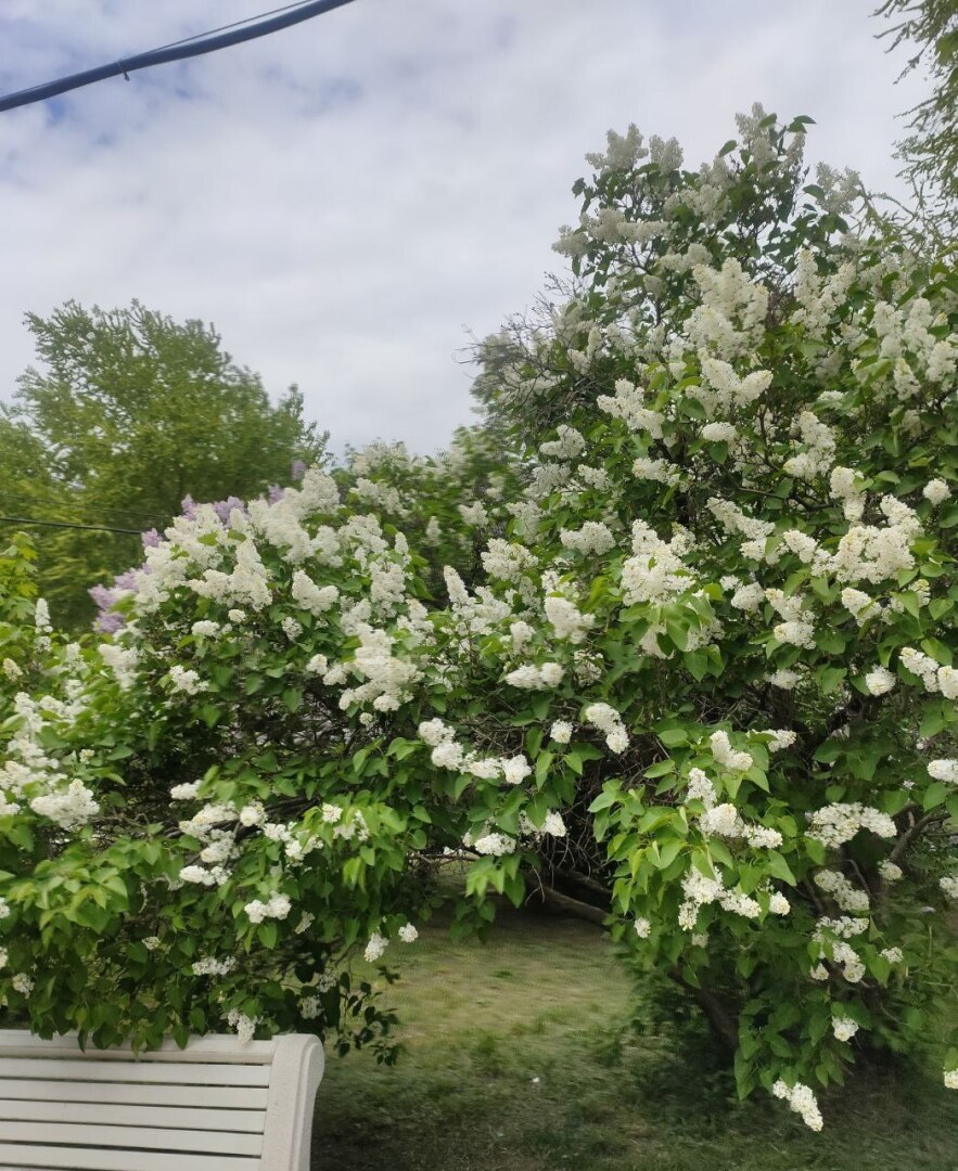 Первомай! Сирень! Демонстрация!
