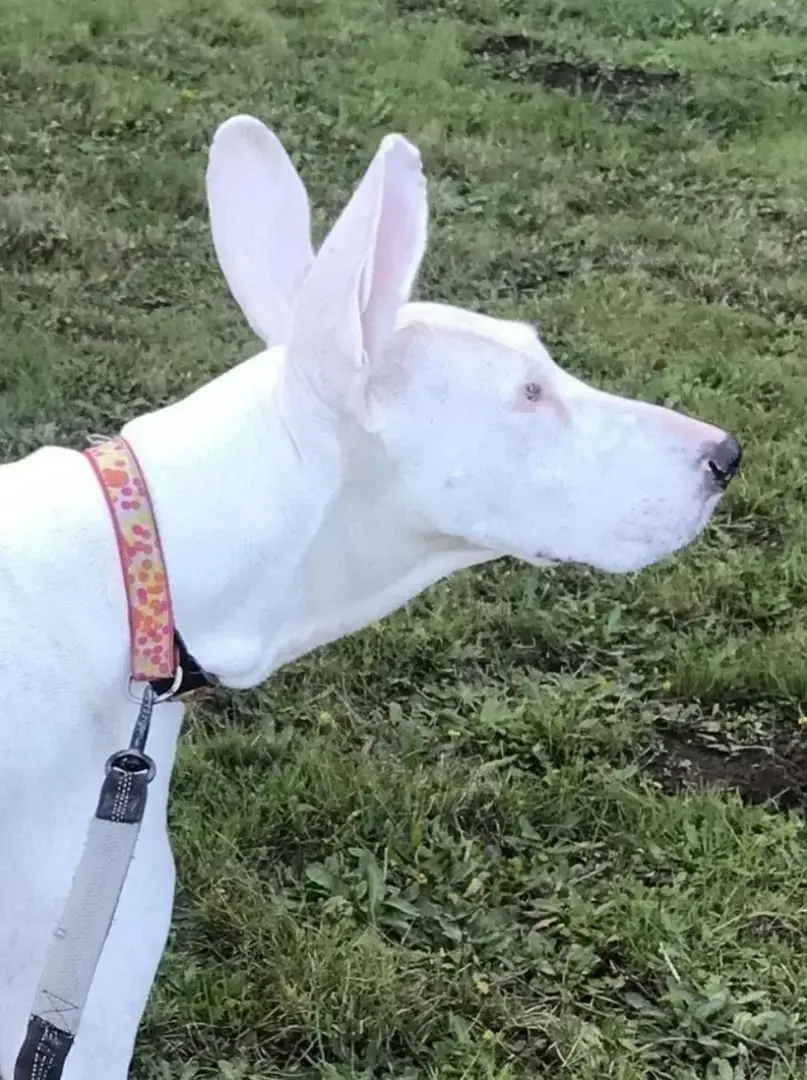 7 животных с изюминками во внешности