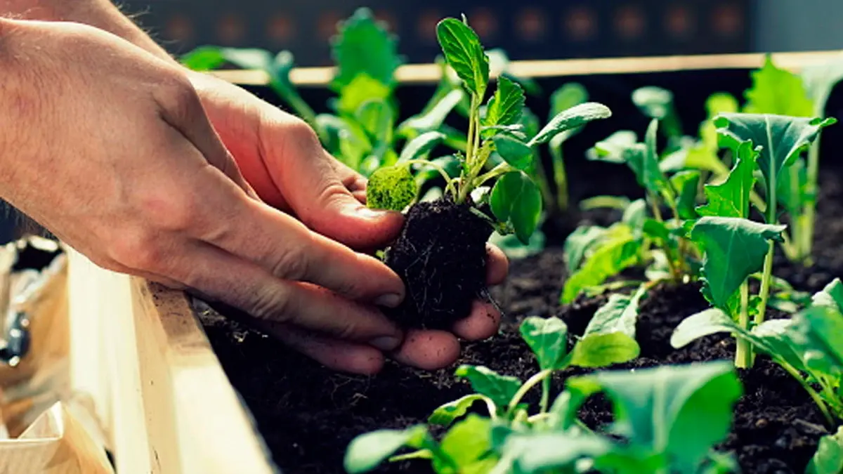 В чем самые большие секреты огородника, чтобы вырастить идеальные помидоры, морковь, перец, свеклу, картошку и другие овощи и зелень