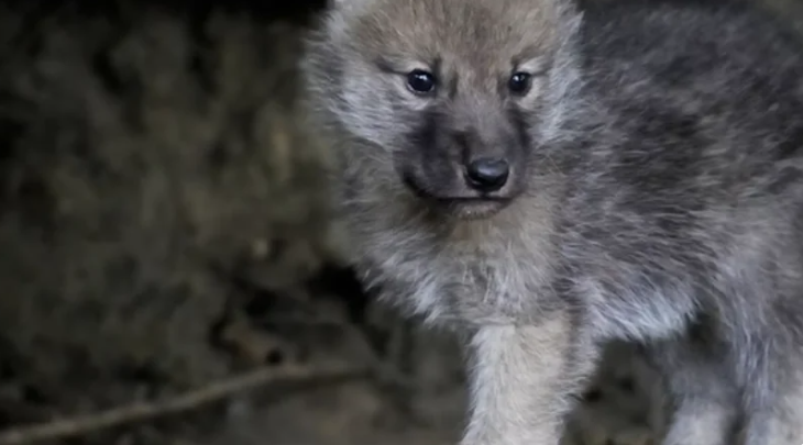 Волчонок плакал. Ему нечем было дышать в рюкзаке у браконьеров