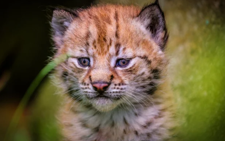 Мальчишка в тайне от родителей выкармливал дикого рысёнка, пока однажды мать не заметила пропажу вещей