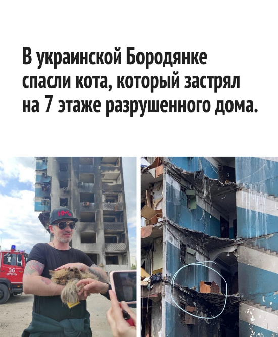 Спецоперация России на Украине: фоторепортаж разрушений из Бородянки и удачного спасения персидского кота, застрявшей на 7-м этаже