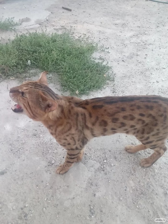 Подарили котенка, вырос красавец 