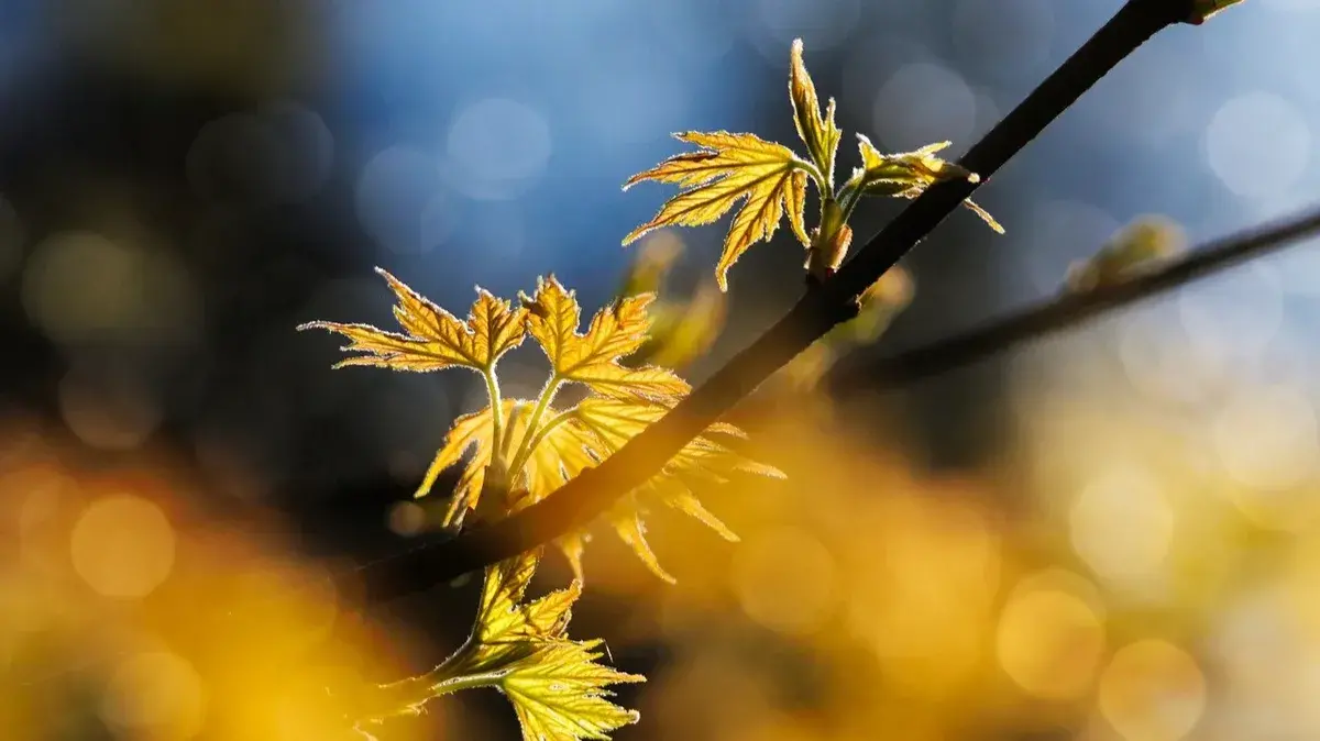 Что можно и что нельзя делать на Радоницу-2022: как поминать по церковным правилам 3 мая. 10 категорических запретов и 5 обязанностей