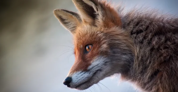 Спасенная лиса не осталась в долгу у людей и отблагодарила своих спасителей